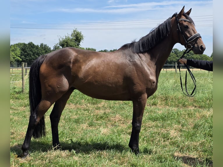 Irish Sport Horse Mix Gelding 6 years 16 hh Brown in Wachtendonk