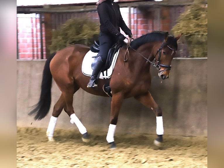 Irish Sport Horse Mix Gelding 6 years 16 hh Brown in Wielen