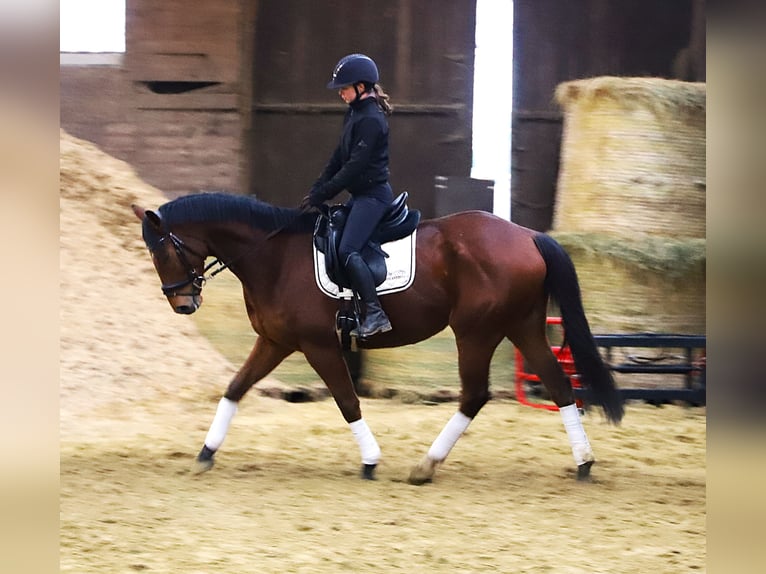 Irish Sport Horse Mix Gelding 6 years 16 hh Brown in Wielen
