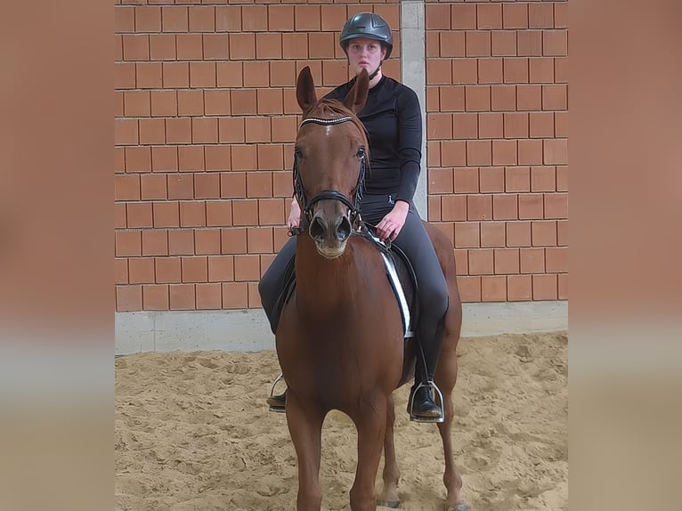 Irish Sport Horse Gelding 6 years 16 hh Chestnut-Red in Lage