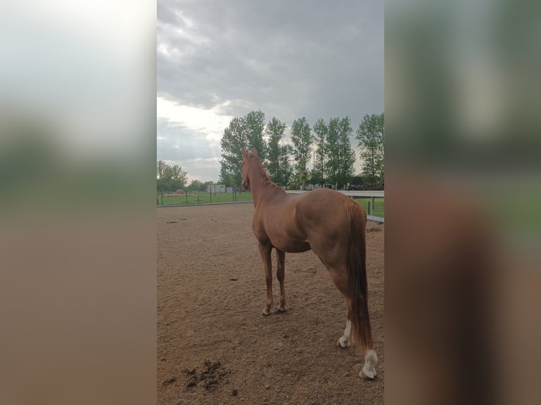 Irish Sport Horse Gelding 6 years 16 hh Chestnut-Red in Stöffin