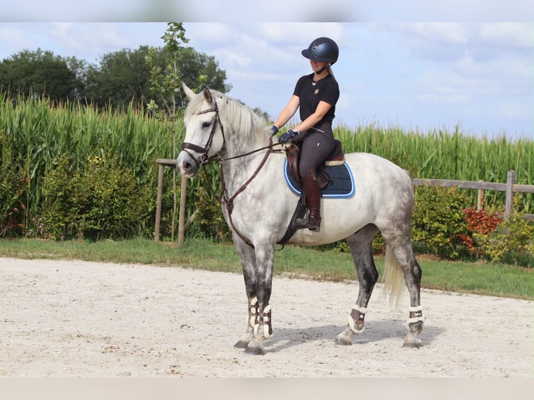 Irish Sport Horse Gelding 6 years 16 hh Grey-Blue-Tan in Pepingen