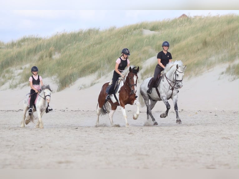 Irish Sport Horse Gelding 6 years 16 hh Grey-Blue-Tan in Pepingen