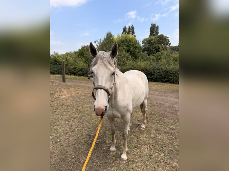 Irish Sport Horse Gelding 6 years 16 hh Grey in Stockport