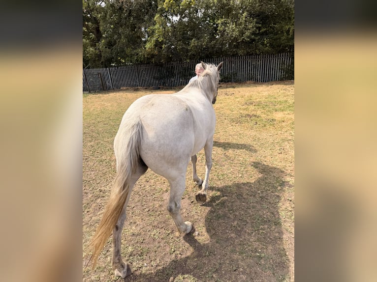 Irish Sport Horse Gelding 6 years 16 hh Grey in Stockport