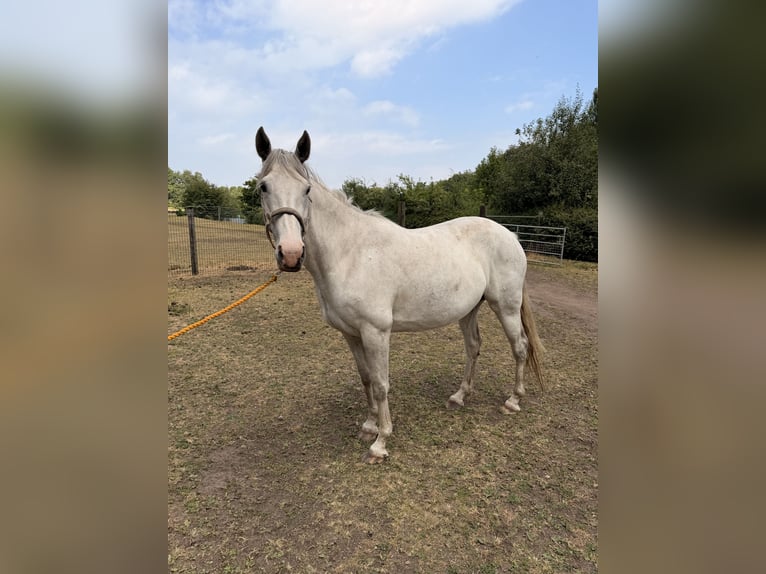 Irish Sport Horse Gelding 6 years 16 hh Grey in Stockport