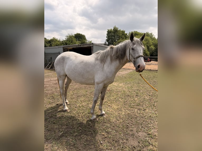 Irish Sport Horse Gelding 6 years 16 hh Grey in Stockport