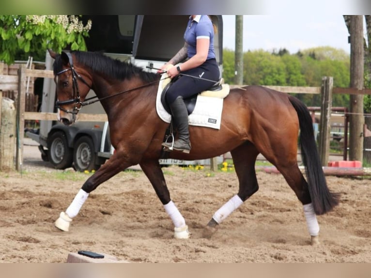 Irish Sport Horse Gelding 6 years 16,1 hh Bay-Dark in Wachtendonk
