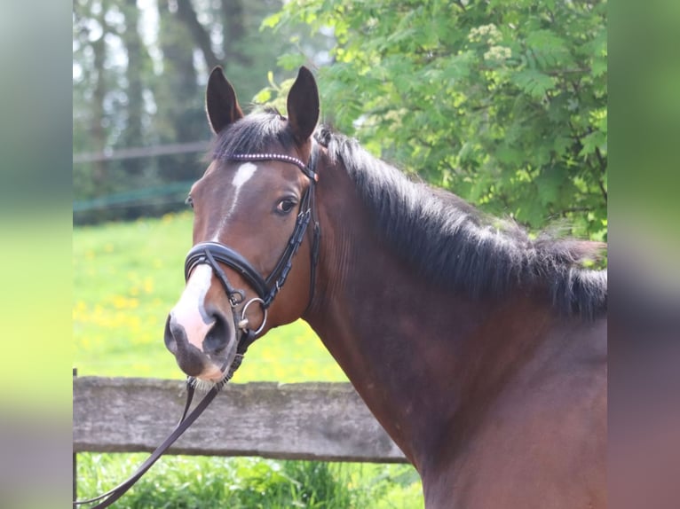 Irish Sport Horse Gelding 6 years 16,1 hh Bay-Dark in Wachtendonk