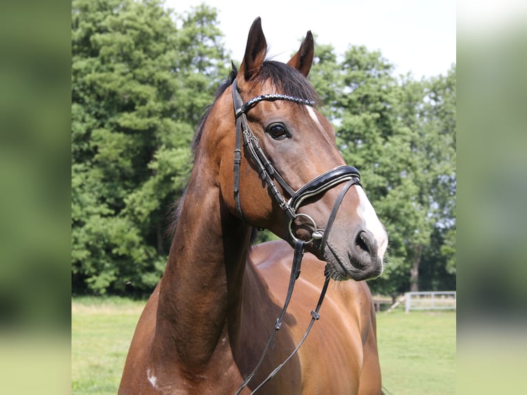 Irish Sport Horse Gelding 6 years 16,1 hh Bay-Dark in Wachtendonk