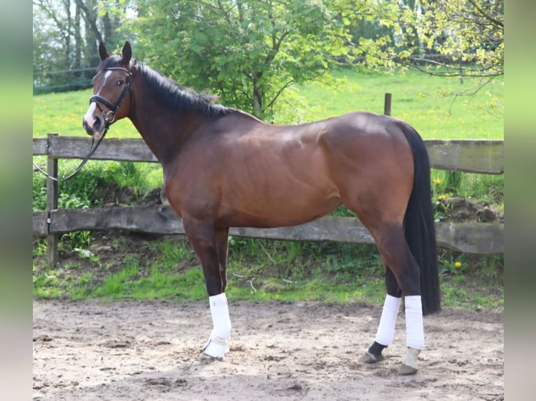 Irish Sport Horse Gelding 6 years 16,1 hh Bay-Dark in Wachtendonk
