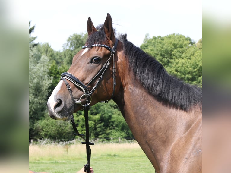 Irish Sport Horse Gelding 6 years 16,1 hh Bay-Dark in Wachtendonk