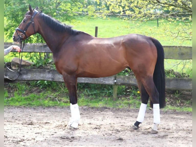 Irish Sport Horse Gelding 6 years 16,1 hh Bay-Dark in Wachtendonk