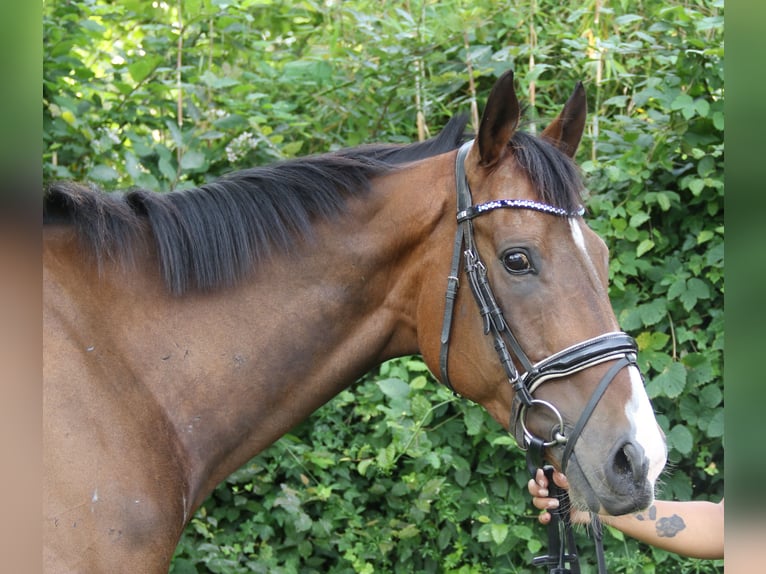 Irish Sport Horse Gelding 6 years 16,1 hh Bay-Dark in Wachtendonk