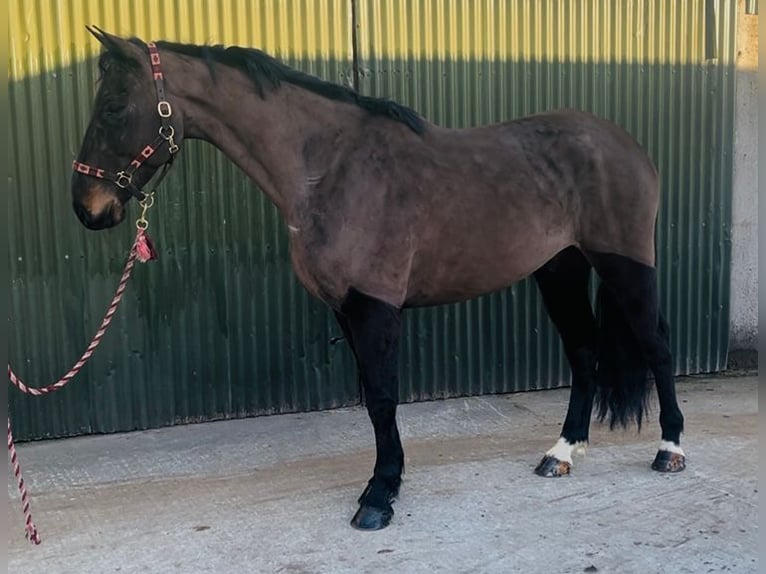 Irish Sport Horse Gelding 6 years 16,1 hh Bay-Dark in Sligo