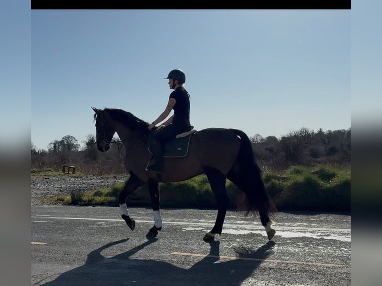 Irish Sport Horse Gelding 6 years 16,1 hh Bay-Dark in Sligo