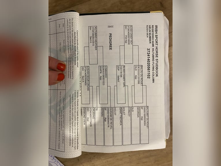 Irish Sport Horse Gelding 6 years 16,1 hh Brown in Sligo