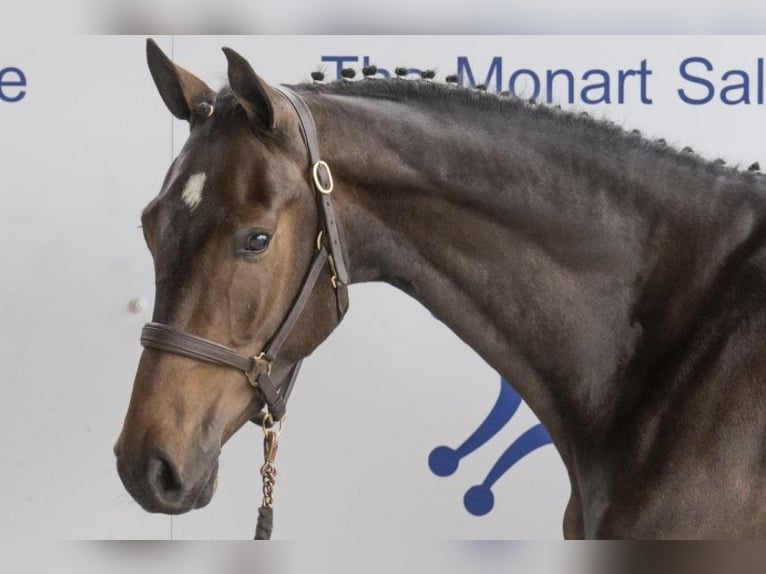 Irish Sport Horse Gelding 6 years 16,1 hh Brown in Sligo