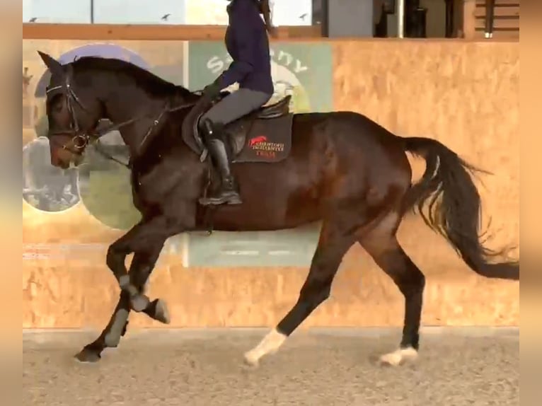 Irish Sport Horse Gelding 6 years 16,2 hh Bay-Dark in Hof Irish Sport Horse Gelding 6 years 16,2 hh Bay-Dark in Hof