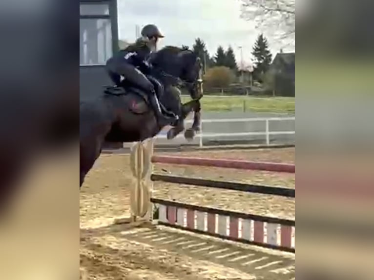 Irish Sport Horse Gelding 6 years 16,2 hh Bay-Dark in Hof Irish Sport Horse Gelding 6 years 16,2 hh Bay-Dark in Hof