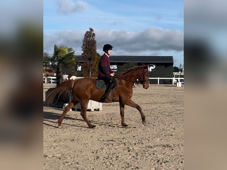 Irish Sport Horse Gelding 6 years 16,2 hh Chestnut in Westmeath