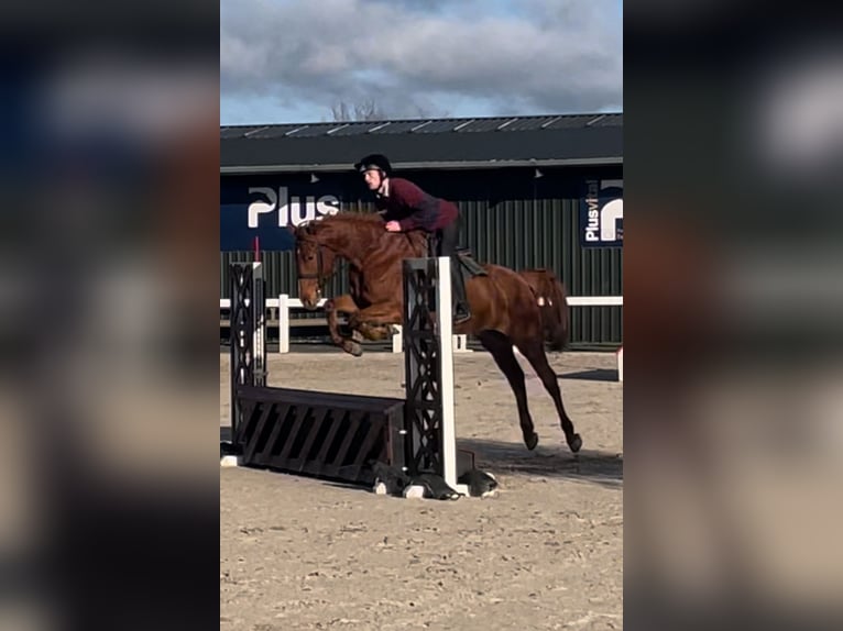 Irish Sport Horse Gelding 6 years 16,2 hh Chestnut in Westmeath