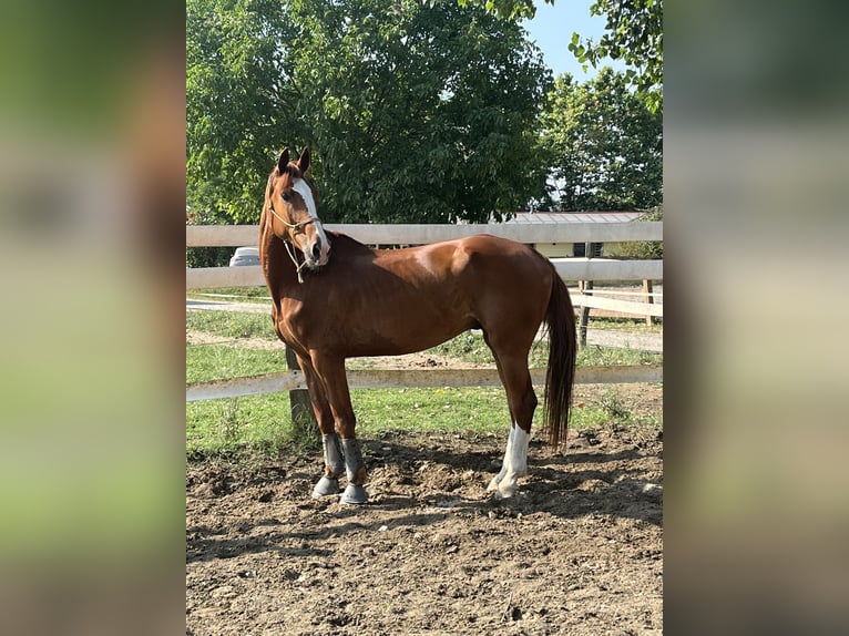Irish Sport Horse Gelding 6 years 17 hh Chestnut-Red in Vidardo