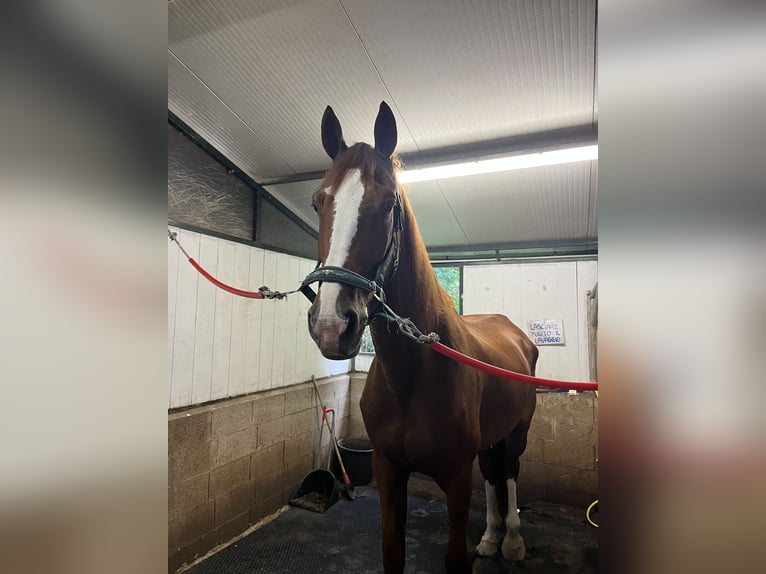 Irish Sport Horse Gelding 6 years 17 hh Chestnut-Red in Vidardo