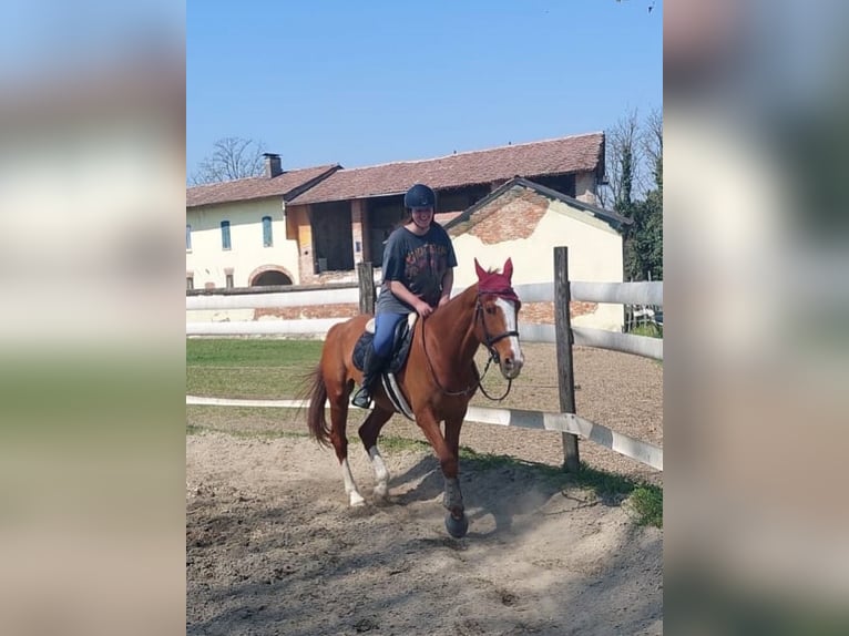 Irish Sport Horse Gelding 6 years 17 hh Chestnut-Red in Vidardo