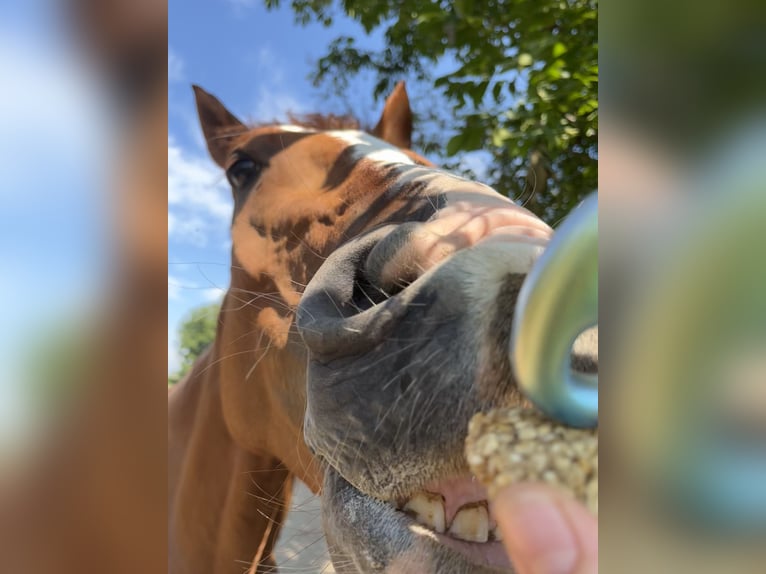 Irish Sport Horse Gelding 6 years 17 hh Chestnut-Red in Vidardo