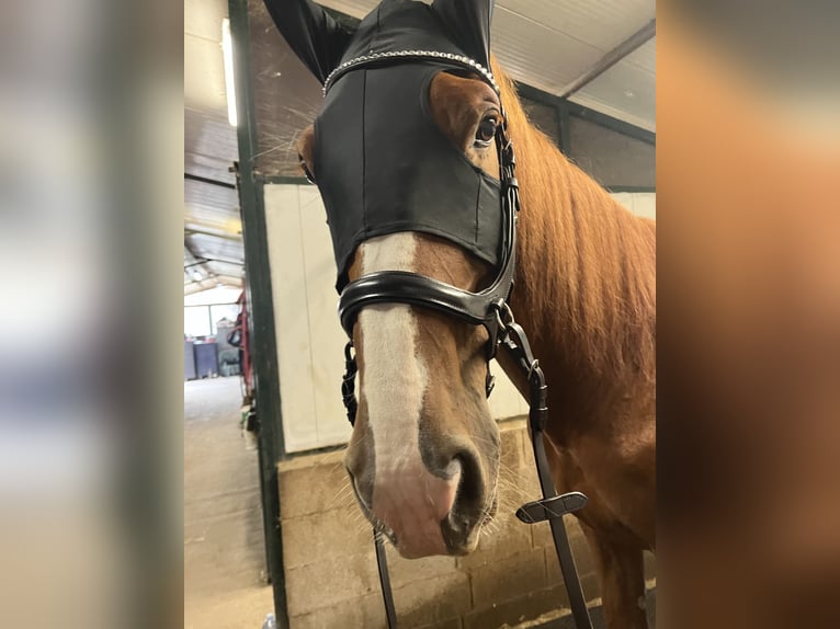 Irish Sport Horse Gelding 6 years 17 hh Chestnut-Red in Vidardo