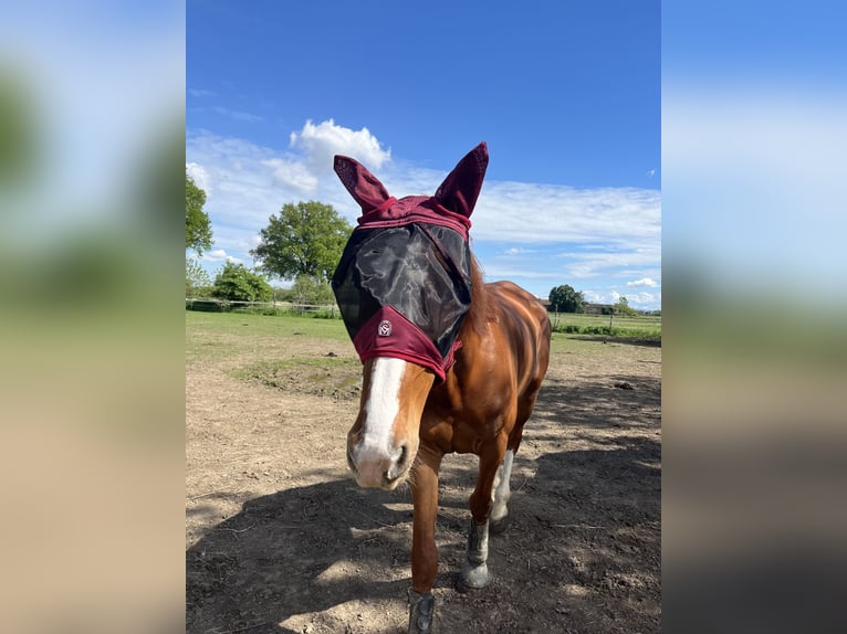 Irish Sport Horse Gelding 6 years 17 hh Chestnut-Red in Vidardo
