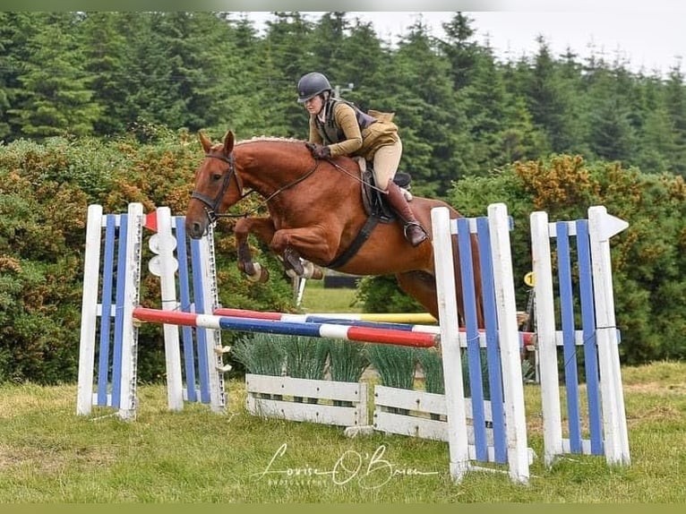 Irish Sport Horse Gelding 6 years 17 hh Chestnut in Richmond, Virginia