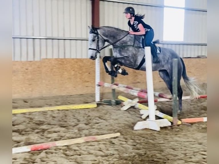 Irish Sport Horse Gelding 6 years 17 hh Gray in Sligo