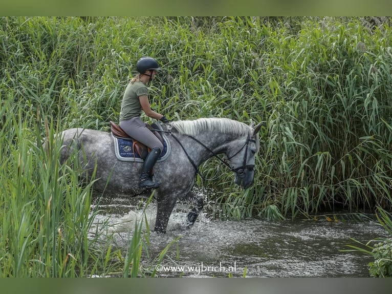 Irish Sport Horse Gelding 6 years 17,1 hh Grey-Dapple in Geilenkirchen
