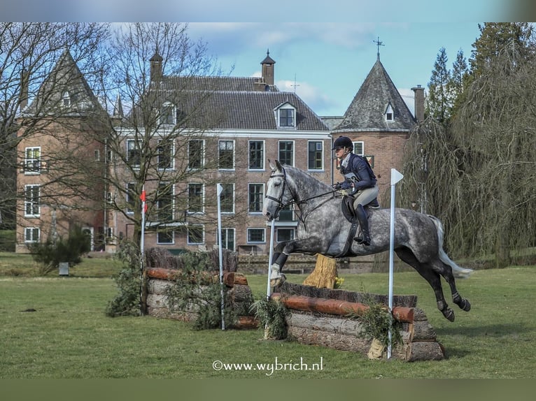 Irish Sport Horse Gelding 6 years 17,1 hh Grey-Dapple in Geilenkirchen