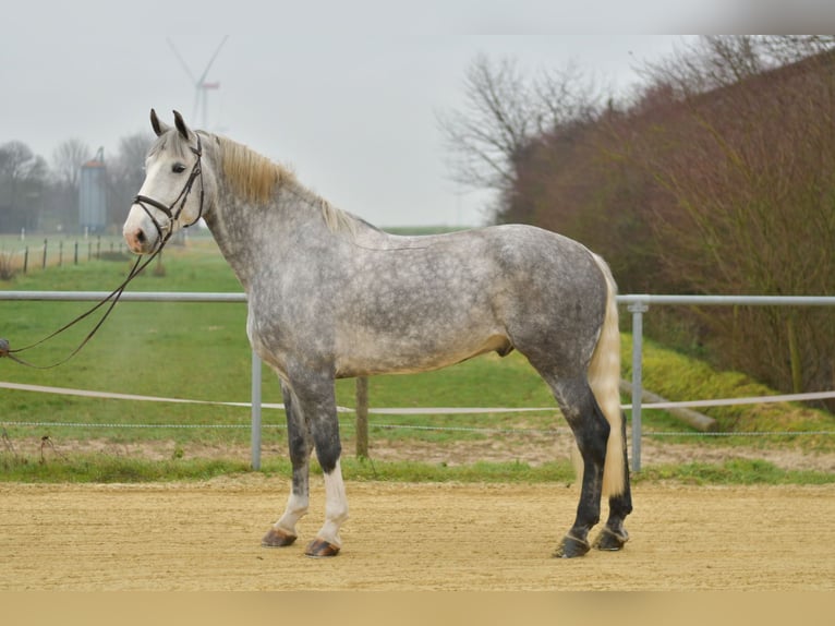 Irish Sport Horse Gelding 6 years 17,1 hh Grey-Dapple in Geilenkirchen