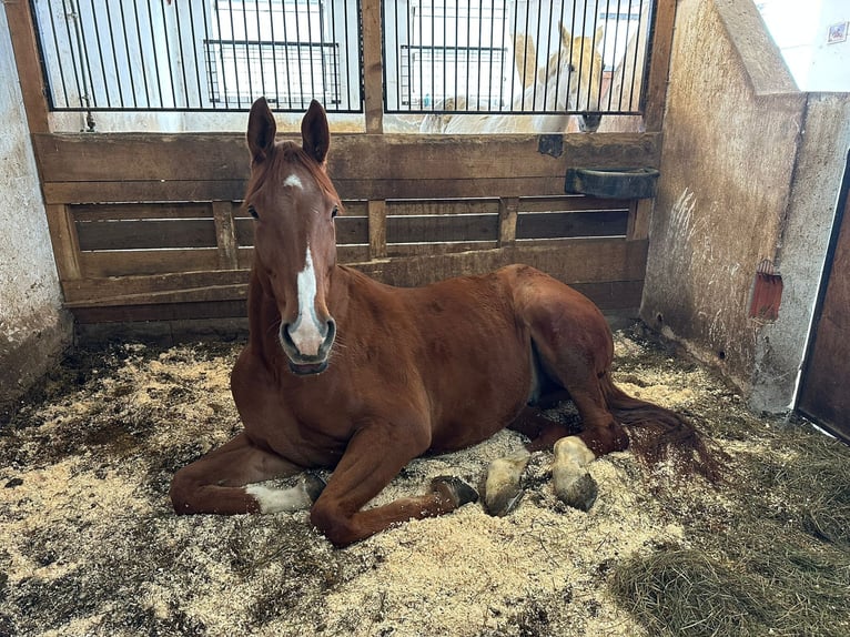 Irish Sport Horse Gelding 6 years Chestnut-Red in Pöllau