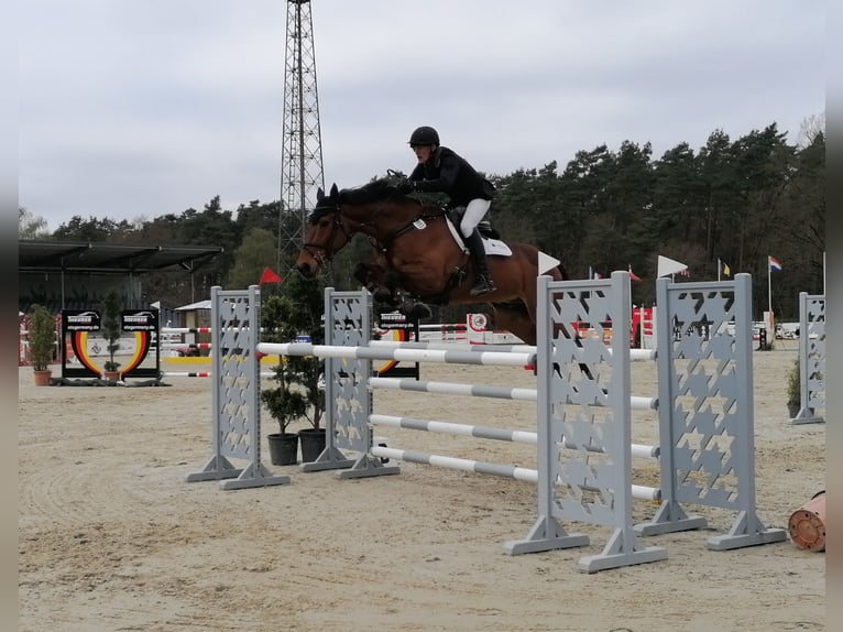 Irish Sport Horse Gelding 6 years in Salzhausen