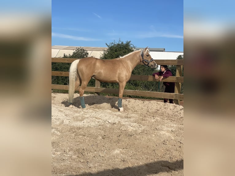 Irish Sport Horse Gelding 6 years in Valencia