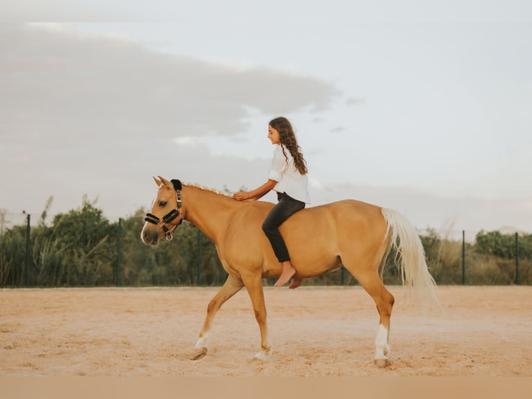 Irish Sport Horse Gelding 6 years in Valencia