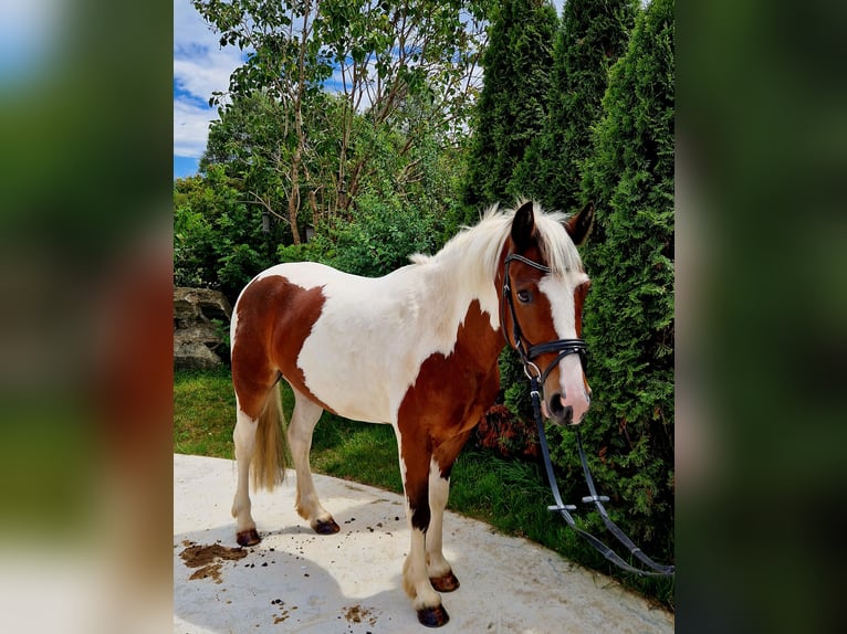 Irish Sport Horse Gelding 7 years 13,1 hh Pinto in Gummern