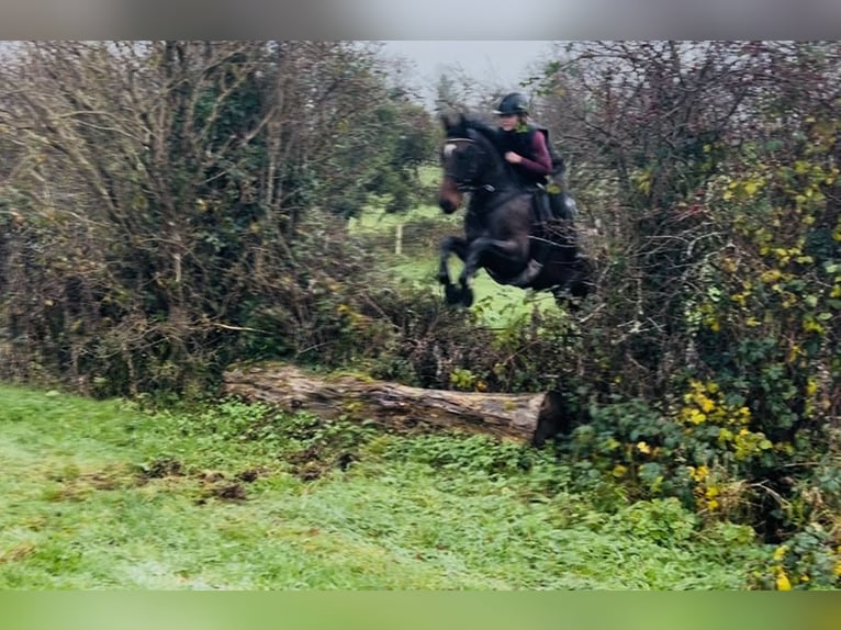 Irish Sport Horse Gelding 7 years 14,2 hh Bay in Sligo