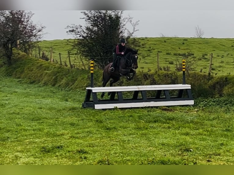 Irish Sport Horse Gelding 7 years 14,2 hh Bay in Sligo