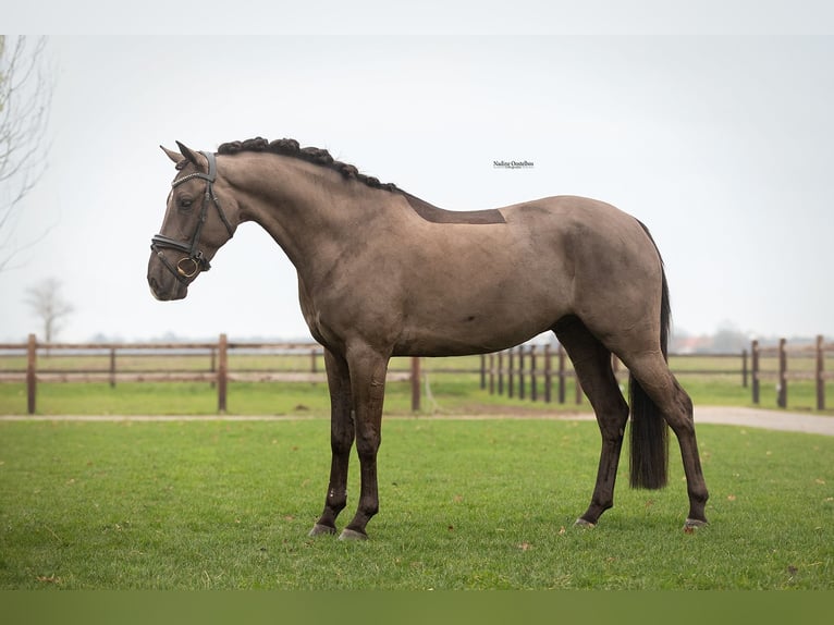 Irish Sport Horse Gelding 7 years 14,2 hh Black in Oost West en Middelbeers