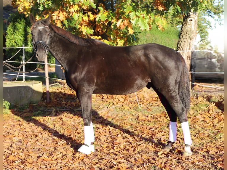 Irish Sport Horse Mix Gelding 7 years 15,2 hh Black in Wielen