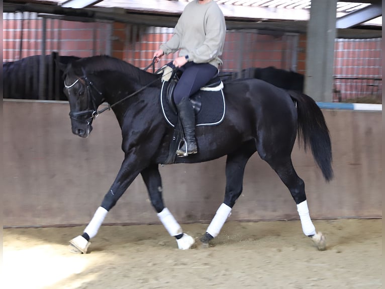 Irish Sport Horse Mix Gelding 7 years 15,2 hh Black in Wielen