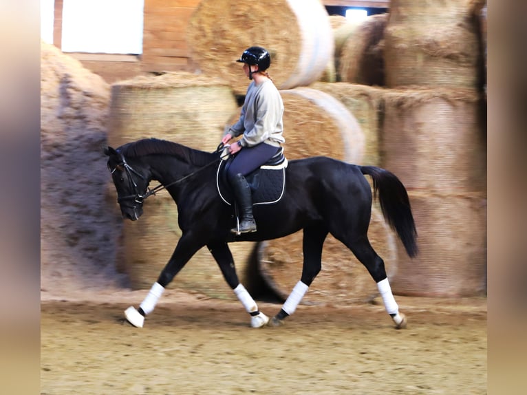 Irish Sport Horse Mix Gelding 7 years 15,2 hh Black in Wielen