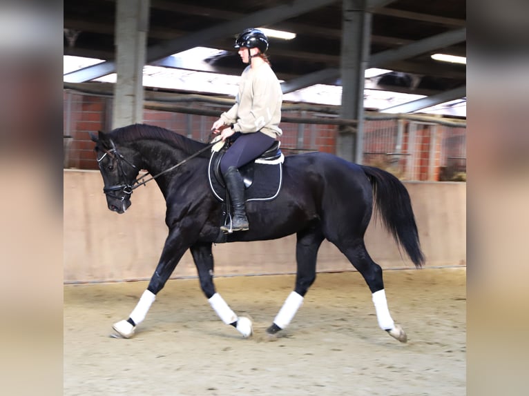 Irish Sport Horse Mix Gelding 7 years 15,2 hh Black in Wielen