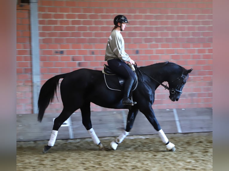 Irish Sport Horse Mix Gelding 7 years 15,2 hh Black in Wielen